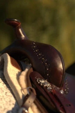 High Horse Daisetta Cordura Trail Saddle By Circle Y -Classic Equine Shop Daisetta Pommel 14377.1600204630