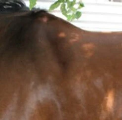 Circle Y Shoulder Bridge Pad 3/4" Or 1" -Classic Equine Shop circle y shoulder bridge pad 3 4 or 1 2 14872.1527884105