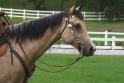 Mikmar Legacy Bit - Plain & Dots 7 Mikmar Legacy Bit - Plain & Dots -Classic Equine Shop miklegacybithorse 73837 61852.1527289268