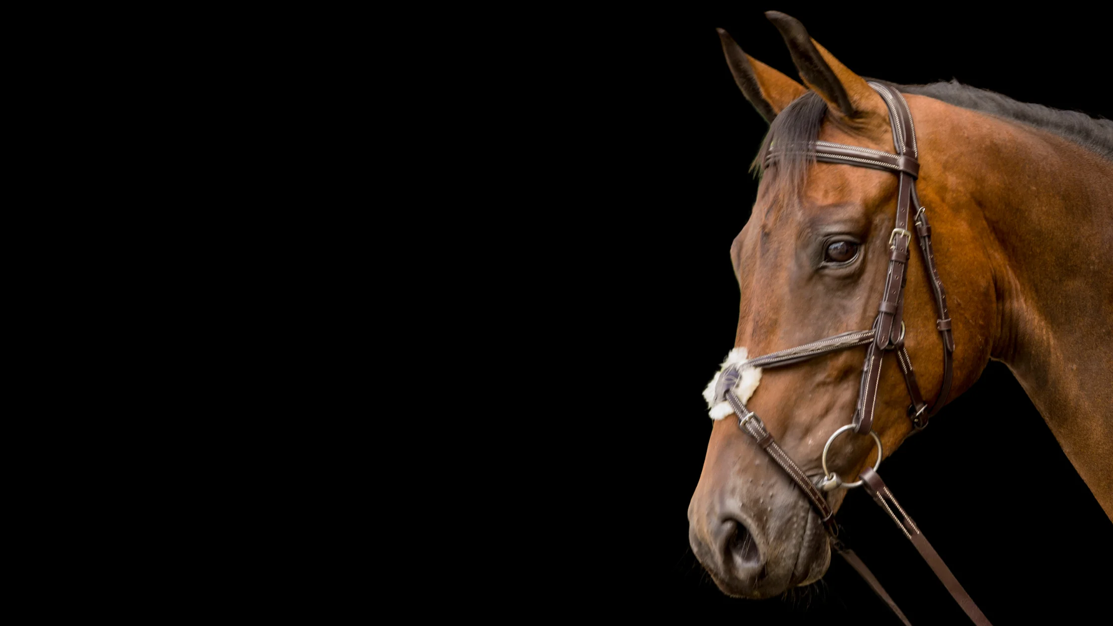 Classic Equine Shop -Classic Equine Shop Bold Sale Brand Website Homepage Banner